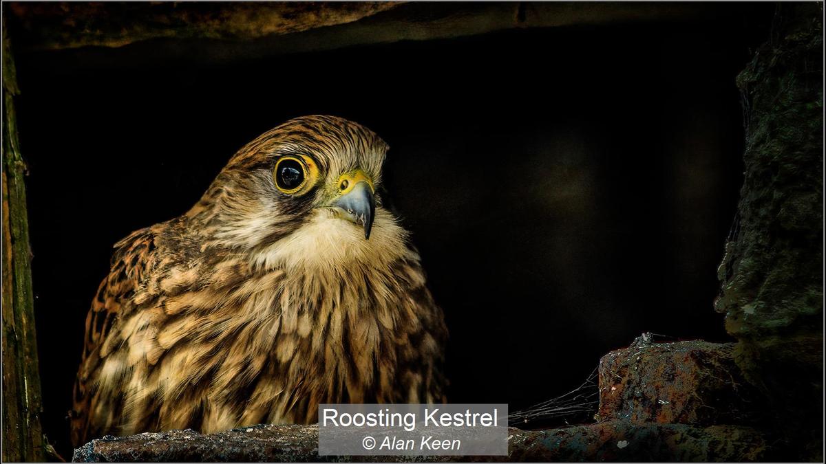 06_Roosting Kestrel_Alan Keen